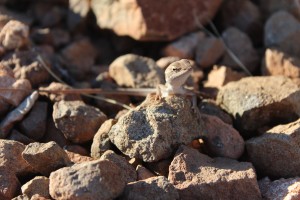 Bungle Nationalpark-065